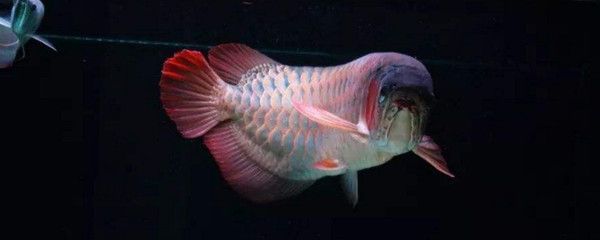 龍魚對光線要求（關于龍魚對光線的要求）