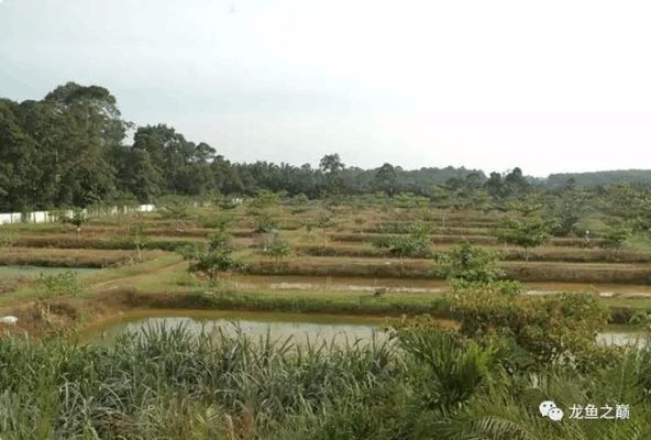 龍魚漁場，世界著名龍魚漁場介紹
