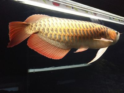 紅龍魚黑背怎么回事：補充信息的方法