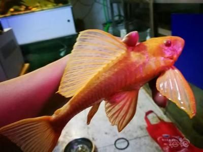 女王大帆魚喂食最佳時間，女王大帆魚喂食最佳時間需要根據其生活習慣來決定