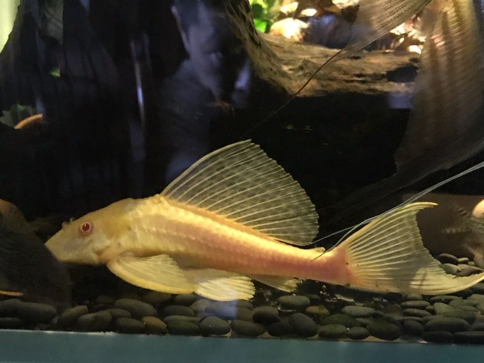 女王大帆魚喂食最佳時間，女王大帆魚喂食最佳時間需要根據其生活習慣來決定