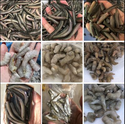 龍魚怎么喂凍的蝦（龍魚凍蝦與活蝦的區別,）
