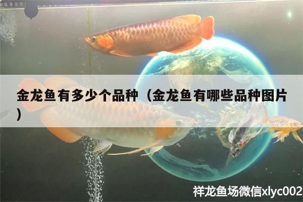 金龍魚的品種圖解介紹大全，金龍魚品種圖解