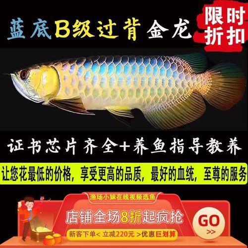 古典藍底金龍魚價格表及圖片大全