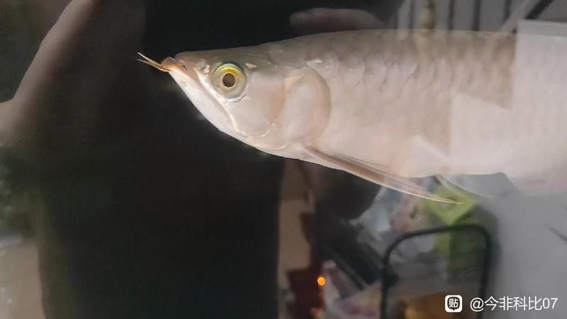 紅龍魚吧