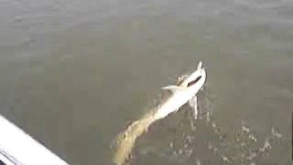 龍魚吃人嗎（龍魚會吃人嗎？）