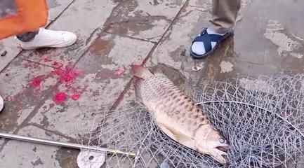 龍魚吃人嗎（龍魚會吃人嗎？）