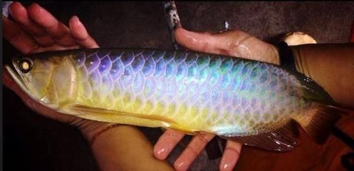 龍魚關(guān)刀下掛什么魚鉤（龍魚關(guān)刀下掛什么魚鉤龍魚關(guān)刀下掛什么魚鉤推薦） 龍魚關(guān)刀下掛什么魚鉤（龍魚關(guān)刀下掛什么魚鉤龍魚關(guān)刀下掛什么魚鉤推薦） 龍魚百科 第2張