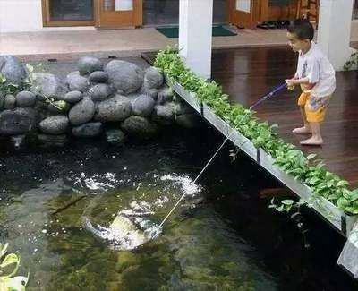 龍魚關(guān)刀下掛什么魚鉤（龍魚關(guān)刀下掛什么魚鉤龍魚關(guān)刀下掛什么魚鉤推薦） 龍魚關(guān)刀下掛什么魚鉤（龍魚關(guān)刀下掛什么魚鉤龍魚關(guān)刀下掛什么魚鉤推薦） 龍魚百科 第3張