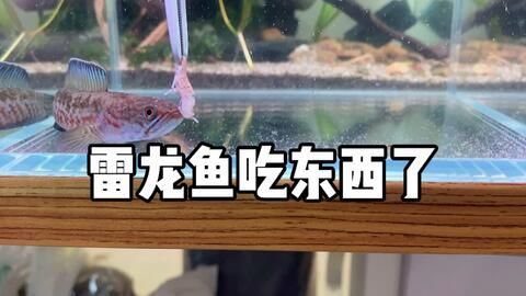 雷龍魚吃東西從鰓里出來（雷龍魚吃東西從鰓里出來是一種獨特的進食技巧的進化優勢） 雷龍魚吃東西從鰓里出來（雷龍魚吃東西從鰓里出來是一種獨特的進食技巧的進化優勢） 龍魚百科 第4張