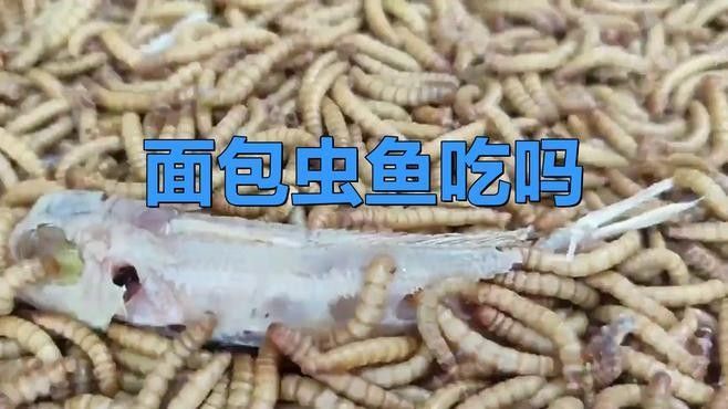 龍魚吃不吃面包蟲