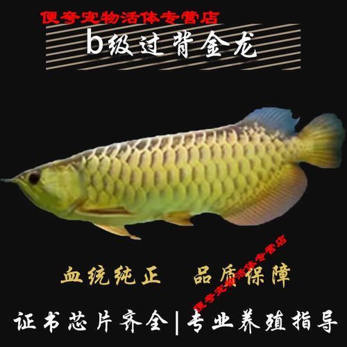 金底過背金龍魚圖片大全高清