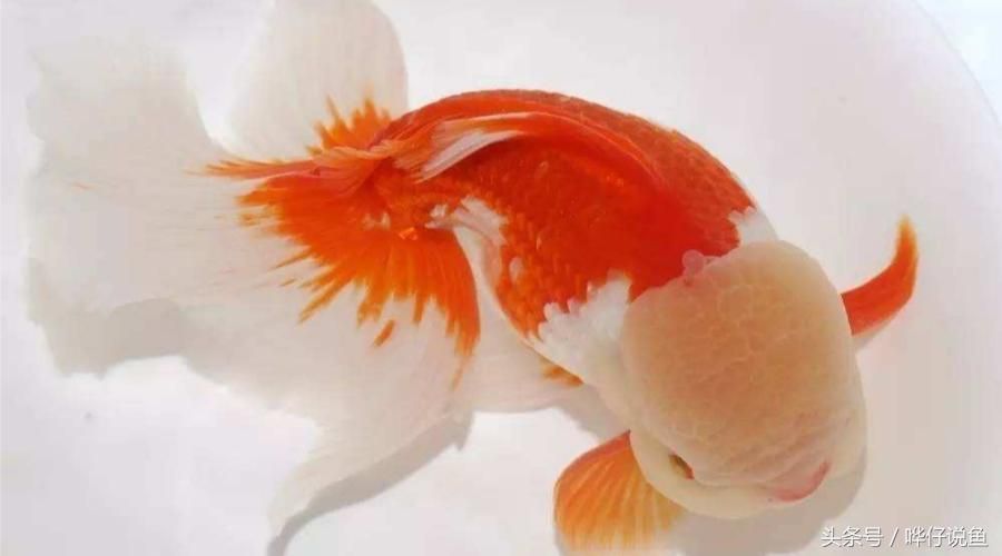一條龍魚配九條錦鯉好嗎（一條龍魚配九條錦鯉是一個理想的混養組合嗎？）