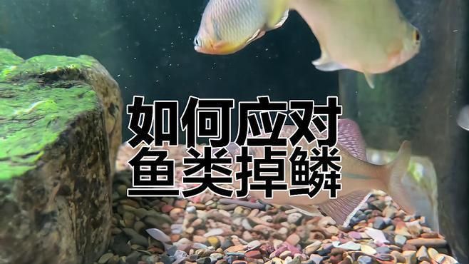如何預防魚傷口感染？