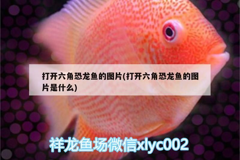 打開(kāi)六角恐龍魚(yú)的圖片(打開(kāi)六角恐龍魚(yú)的圖片是什么)