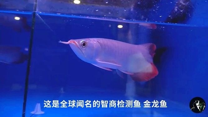 龍魚養殖場賺錢嗎現在