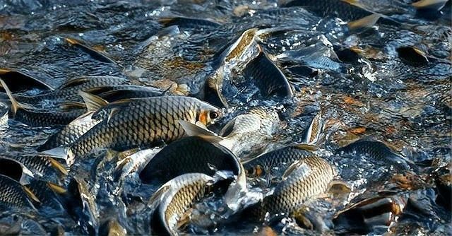 龍魚養殖場賺錢嗎現在