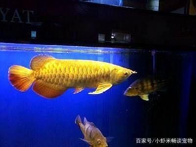 金龍魚擺放位置：金龍魚擺件的最佳擺放位置是客廳側邊或剛進門的地方