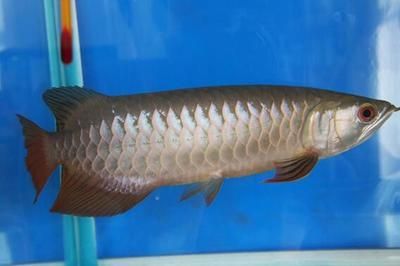 金龍魚(yú)是什么？：金龍魚(yú)是一個(gè)廣泛使用的名稱，它既可以指代一種魚(yú)類