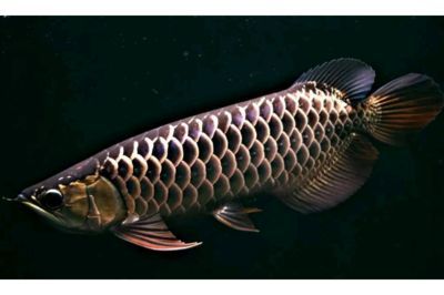 世界十大龍魚品牌排行榜前十名有哪些：世界十大龍魚品牌排行榜