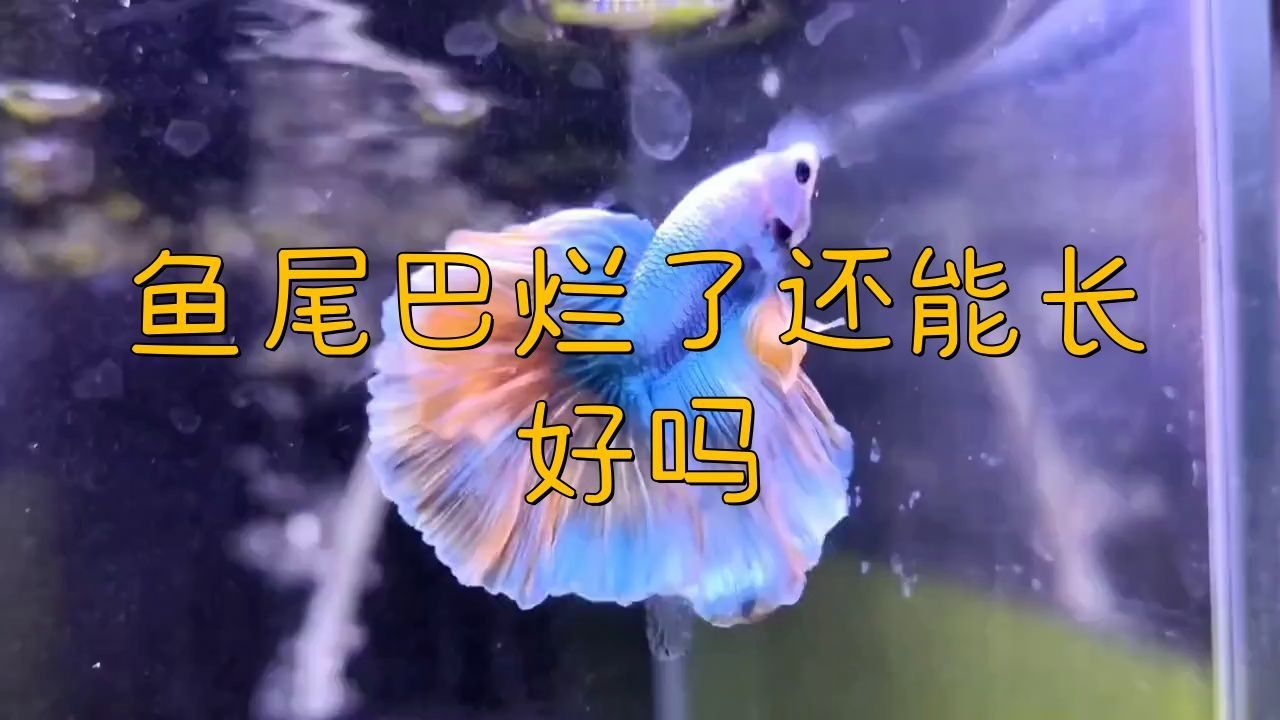 金魚尾巴爛了需要多久才能恢復？