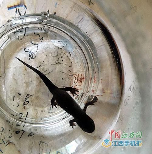 火龍魚蠑螈能長多大？