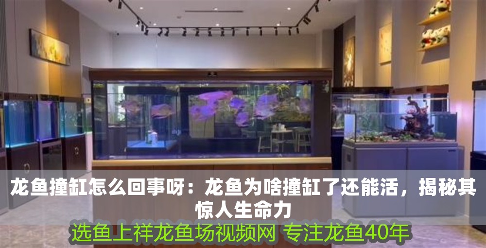 龍魚(yú)撞缸怎么回事呀：龍魚(yú)為啥撞缸了還能活，揭秘其驚人生命力