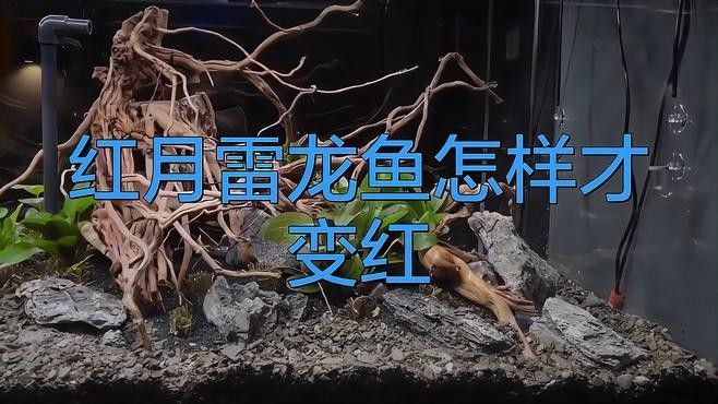 雷龍魚什么環境發色好些 雷龍魚什么環境發色好些 龍魚百科 第7張