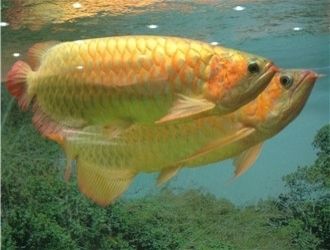 品相好的龍魚多少錢一只啊，品相好的龍魚價格因品種、大小和稀有程度而異