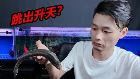 龍魚發(fā)色解說圖片：關(guān)于龍魚發(fā)色的一些小知識