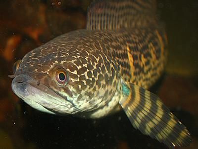 白色雷龍魚多少錢一條：白色雷龍魚的價格并沒有直接的信息來源，如何辨別雷龍魚價格 白色雷龍魚多少錢一條：白色雷龍魚的價格并沒有直接的信息來源，如何辨別雷龍魚價格 龍魚百科 第2張