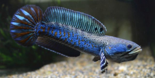 白色雷龍魚多少錢一條：白色雷龍魚的價格并沒有直接的信息來源，如何辨別雷龍魚價格 白色雷龍魚多少錢一條：白色雷龍魚的價格并沒有直接的信息來源，如何辨別雷龍魚價格 龍魚百科 第4張