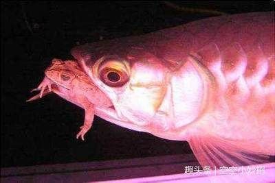 龍魚消化不良厭食怎么辦（龍魚消化不良厭食怎么辦，） 龍魚消化不良厭食怎么辦（龍魚消化不良厭食怎么辦，） 龍魚百科 第3張