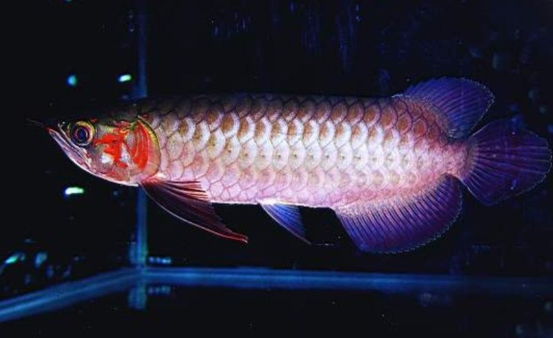 龍魚(yú)被嚇到為啥會(huì)死