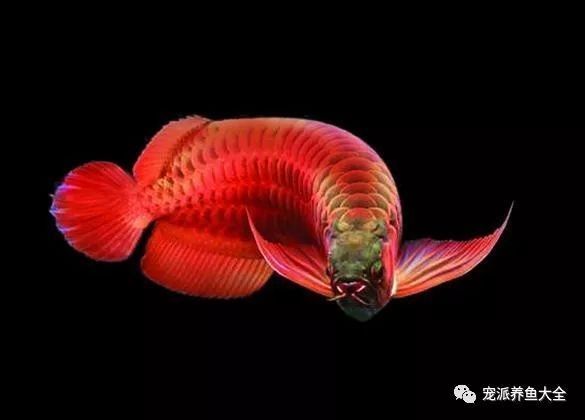 龍魚(yú)被嚇到為啥會(huì)死