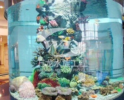龍魚缸濾材最佳搭配（在養龍魚的過程中，選擇合適的濾材并進行合理搭配是非常重要的）