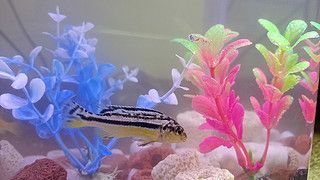 龍魚在小魚缸能長大嘛：關于龍魚在小魚缸中能否長大的詳細信息