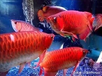 龍魚在小魚缸能長大嘛：關于龍魚在小魚缸中能否長大的詳細信息