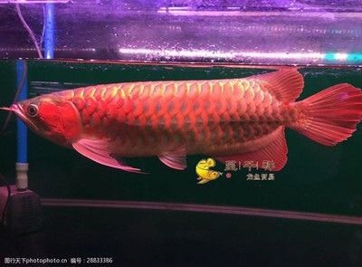 龍魚吧紅龍吧（龍魚吧與紅龍吧的關系）