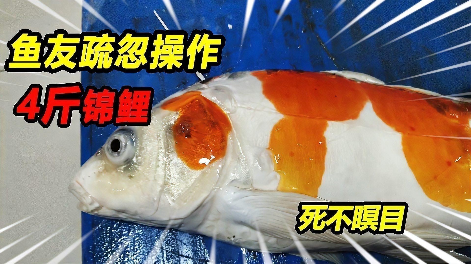 如何判斷錦鯉魚鱗充血是否嚴重？