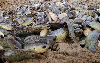 泰國鯽跟龍魚混養(yǎng)的魚：泰國鯽和龍魚混養(yǎng)的魚