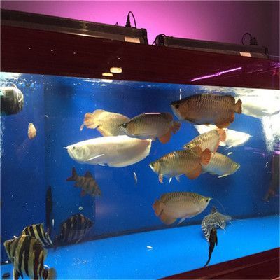 廣州龍魚之家水族館怎么樣：廣州龍魚之家水族館在過(guò)去曾經(jīng)存在，但現(xiàn)在已經(jīng)被注銷