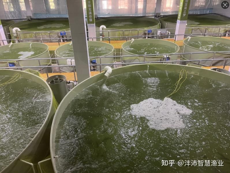 如何降低龍魚養殖成本？ 如何降低龍魚養殖成本？ 龍魚百科 第4張