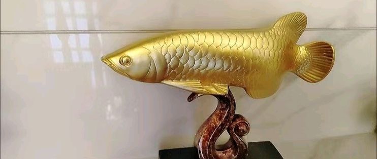 20公分金龍魚吃什么：20公分的金龍魚適合食用去頭去尾的小魚、小蝦和泥鰍 20公分金龍魚吃什么：20公分的金龍魚適合食用去頭去尾的小魚、小蝦和泥鰍 龍魚百科 第2張