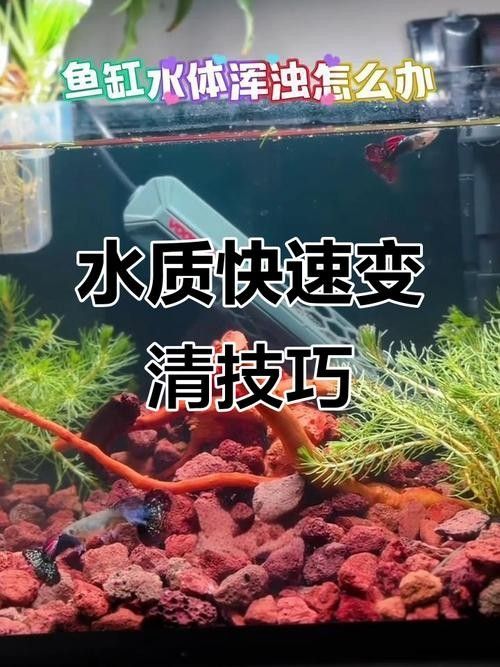 龍魚過世后多久處理魚缸比較合適？