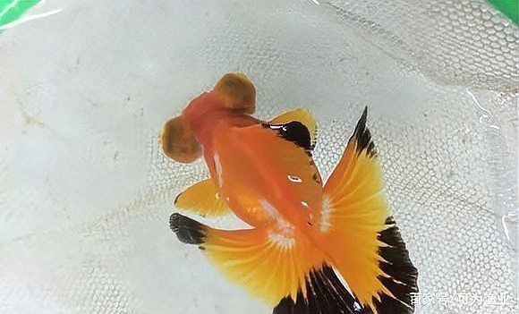 蝶尾金魚有哪些品種？ 蝶尾金魚有哪些品種？ 龍魚百科 第3張