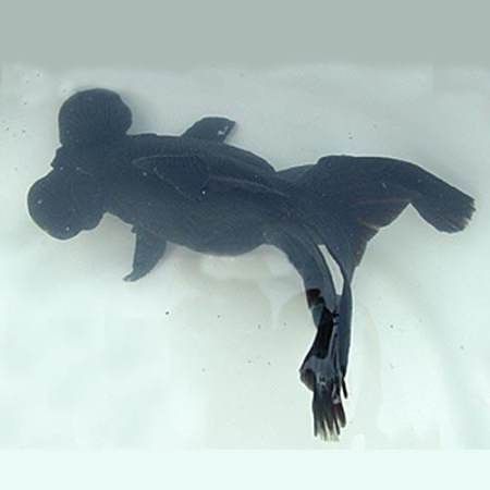 蝶尾金魚有哪些品種？ 蝶尾金魚有哪些品種？ 龍魚百科 第6張