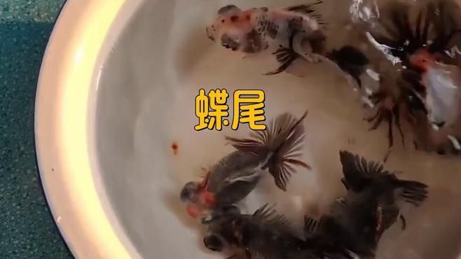 蝶尾金魚有哪些品種？ 蝶尾金魚有哪些品種？ 龍魚百科 第4張