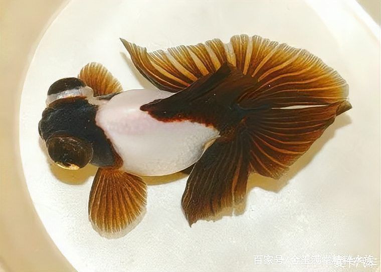 蝶尾金魚有哪些品種？ 蝶尾金魚有哪些品種？ 龍魚百科 第1張