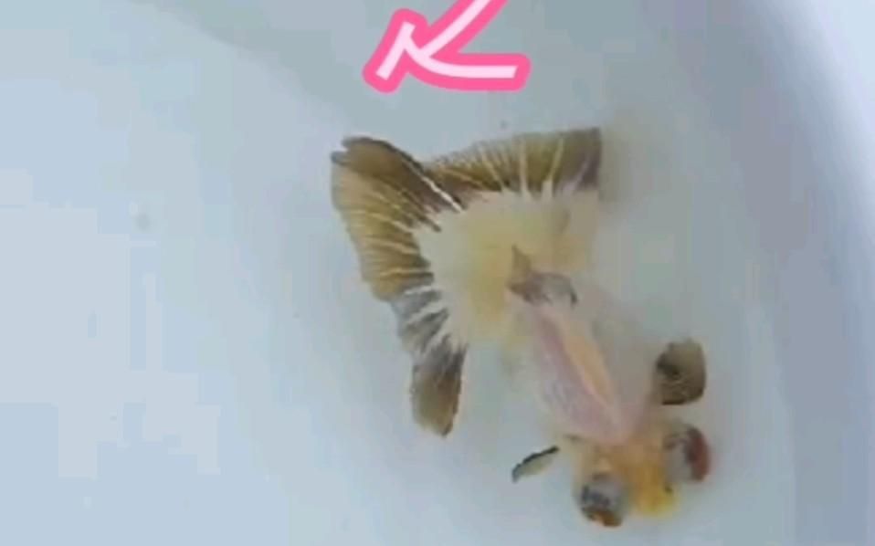 蝶尾金魚有哪些品種？ 蝶尾金魚有哪些品種？ 龍魚百科 第2張